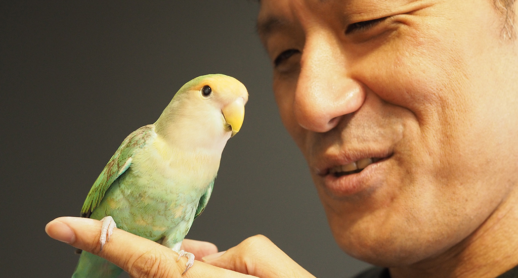 金剛インコ 金剛鸚哥(コンゴウインコ)とは？ 意味や使い方 - コトバンク