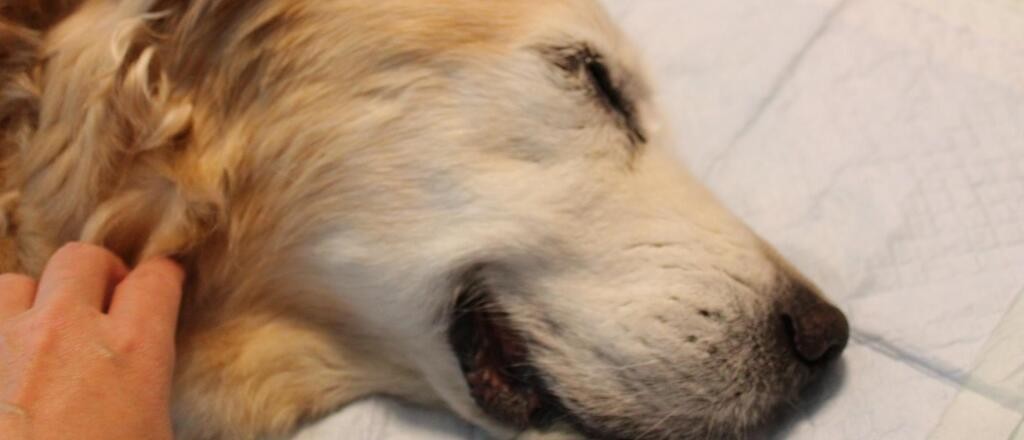 支え合い生きてきた愛犬の死が教えてくれたこと 老犬介護記 下 Danro