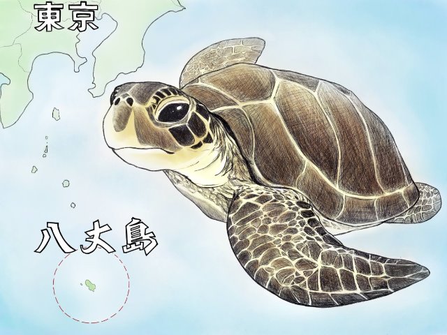 戦国武将 宇喜多秀家も口にした 八丈島 アオウミガメ の煮込み Danrodanro