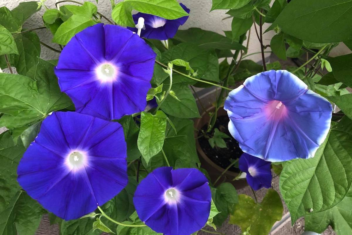朝顔ページ Gardener s Shop Ivy - 朝顔（あさがお） Morning Glory｜Yahoo